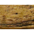 Honey Oak  +